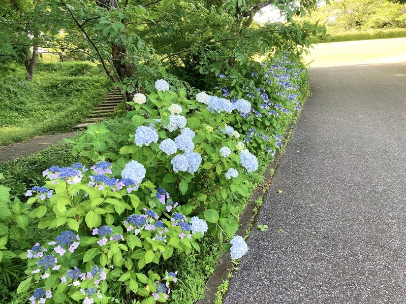 DIC川村記念美術館の庭園のあじさい　2025.6