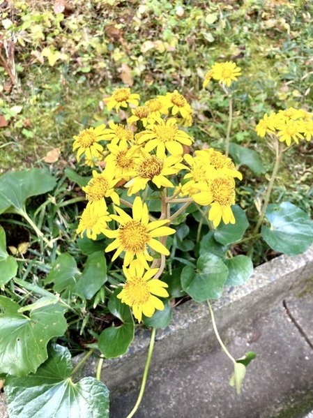 川村記念美術館の庭園　2025年