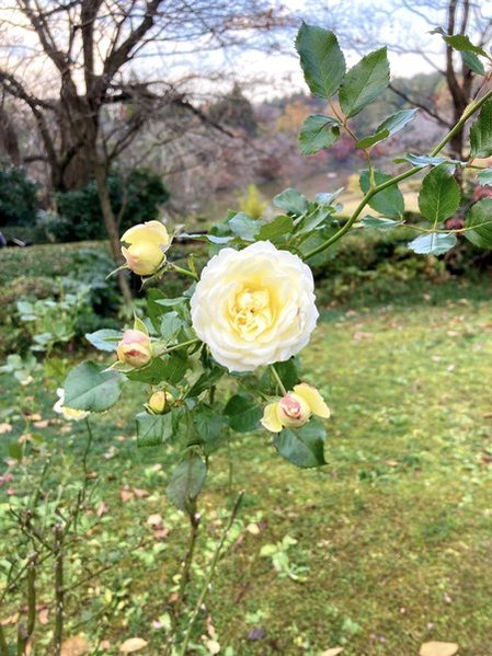 川村記念美術館の庭園　2025年