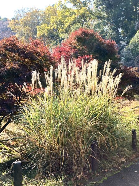 川村記念美術館の庭園　2025年