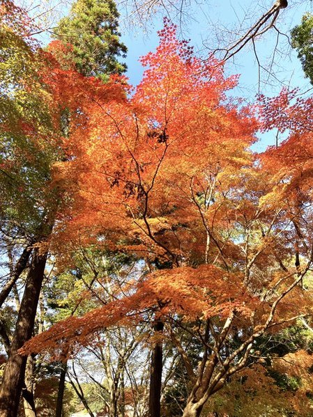 川村記念美術館の紅葉　2025年現在