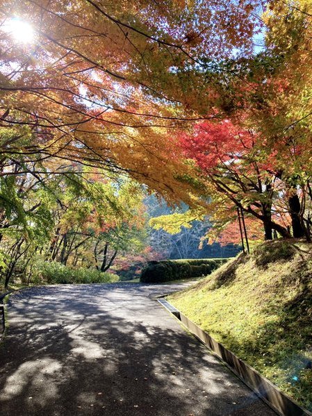 川村記念美術館の紅葉　2025年現在