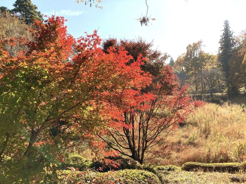 川村記念美術館の紅葉　2025年現在