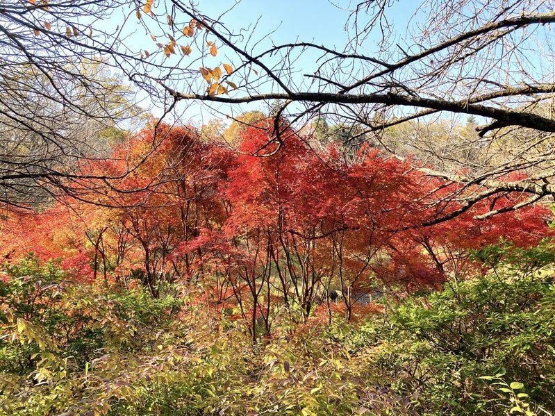川村記念美術館の紅葉　2025年現在