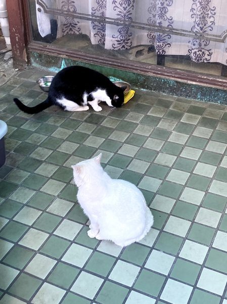 珈琲チルチル　猫