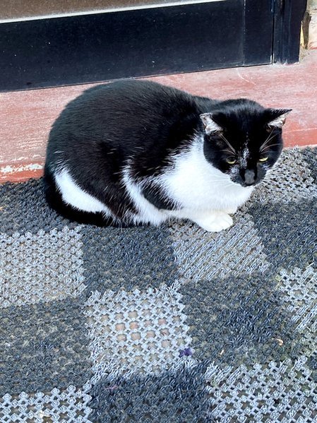 珈琲チルチル　猫