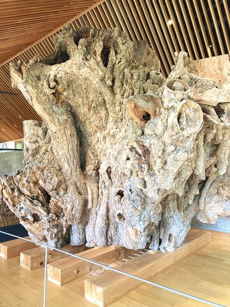 鎌倉文華館　鶴岡ミュージアム カフェ　店内（2025年）