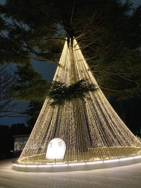 千葉公園（芝庭）イルミネーション2025年