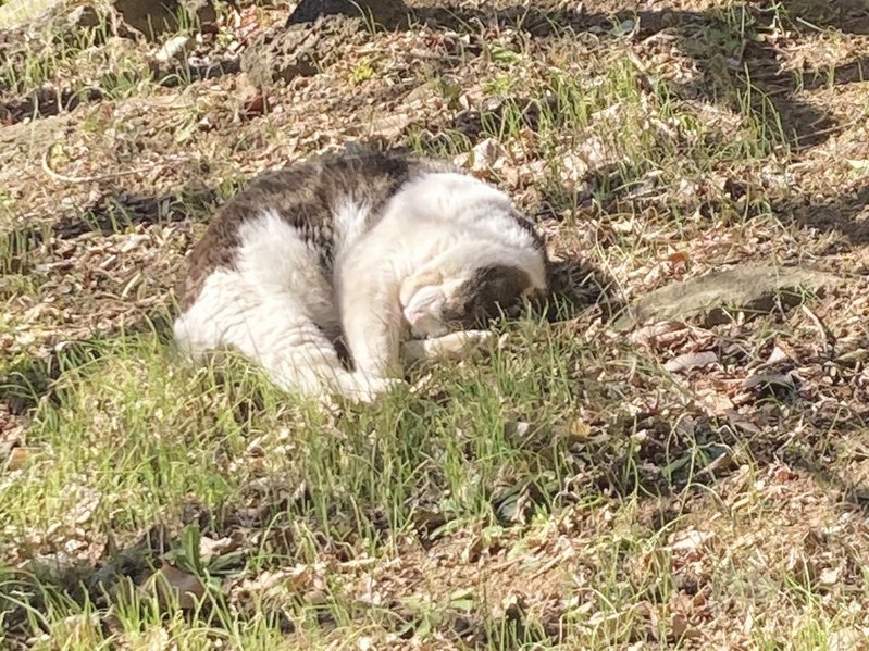 成田山公園の猫(2026年1月下旬)