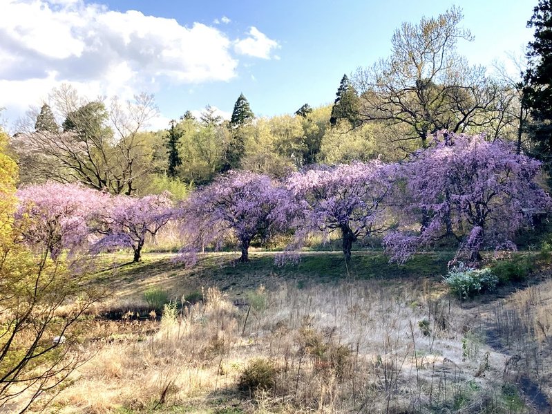 元DIC川村記念美術館のシダレザクラ　写真　2026年