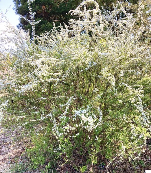 元DIC川村記念美術館のユキヤナギ　写真　2026年