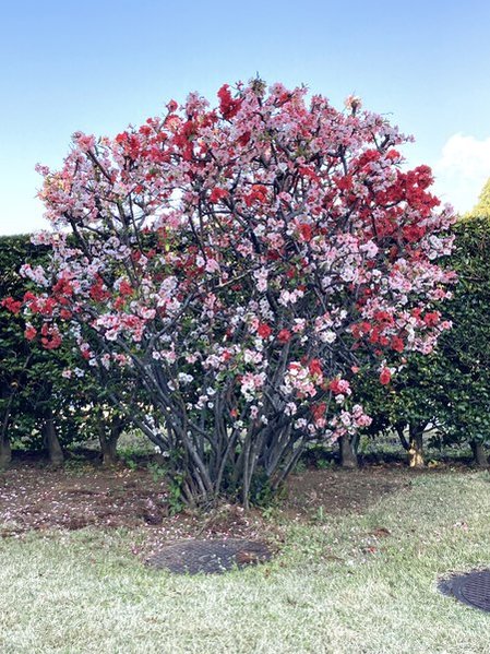 元DIC川村記念美術館の源平桃　写真　2026年