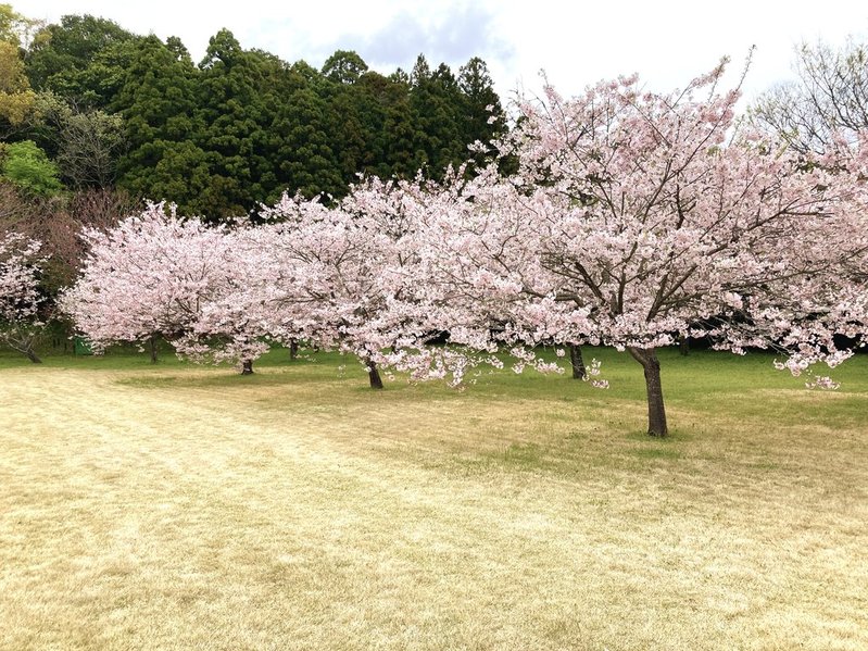 元DIC川村記念美術館のオモイガワ　写真　2026年