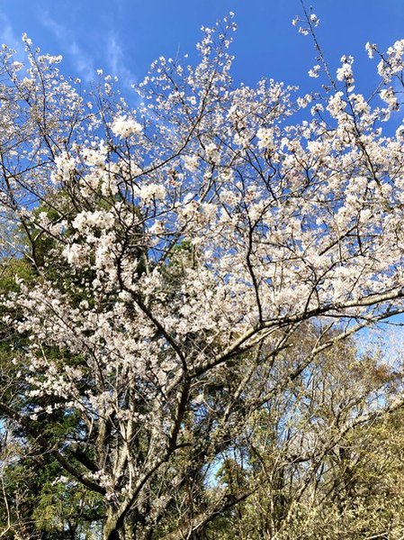 元DIC川村記念美術館の桜　写真　2026年