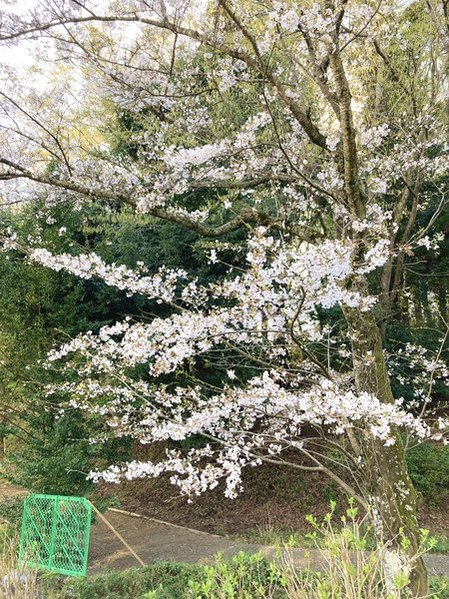元DIC川村記念美術館の桜　写真　2026年