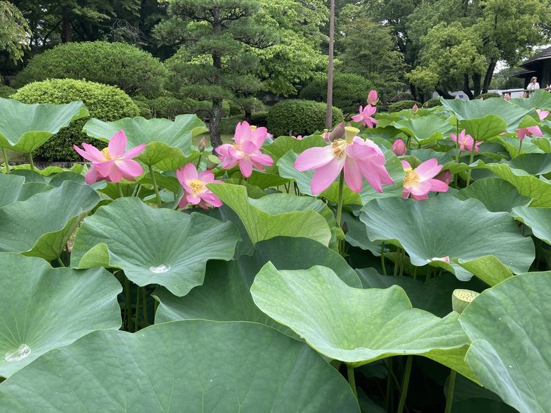 2026年　千葉公園　大賀ハス　写真